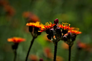 ORANGE BEAUTY