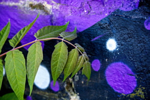 Blatt vor dem Graffiti