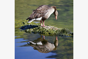 Spiegelung 2