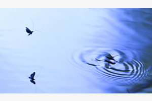 Wasserfloh