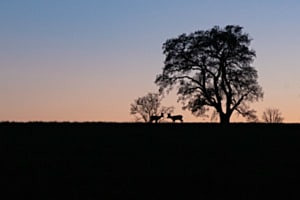 Stille Begegnung
