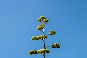 Sunbathing Agave