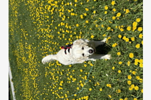 Frühling 