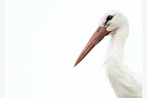 Weissstorch Weissstorch