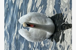Schwan im Genfersee