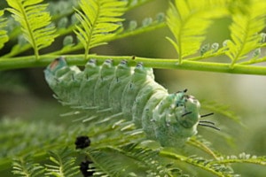 Auf dem Weg zum Schmetterling