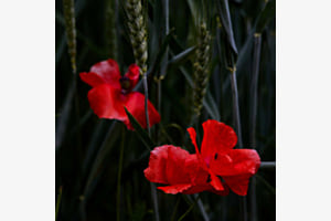 Mohnblume
