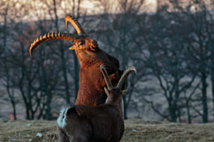 Près au combat Près au combat