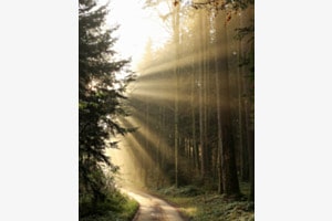 Weg zum Licht
