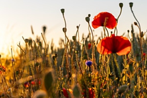 Lichttanz auf Blüten