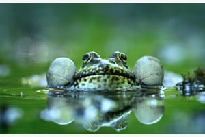 Frosch Frosch
