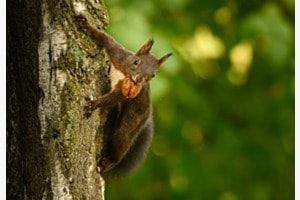 Eichhörnchen Eichhörnchen