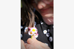 Gänseblume