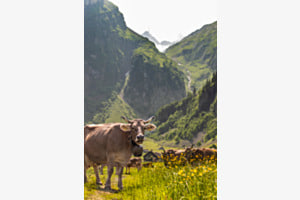 Auf der Alp