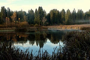 Moorlandschaft