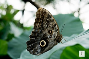 Schmetterling