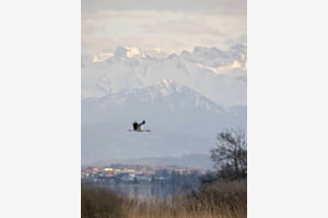 Abendflug