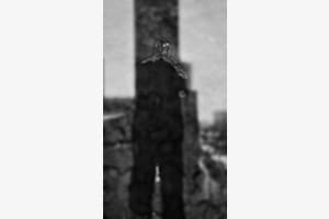 Resonanz im Schatten Resonanz im Schatten