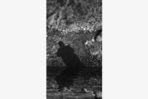 Symbiose der Silhouetten Symbiose der Silhouetten