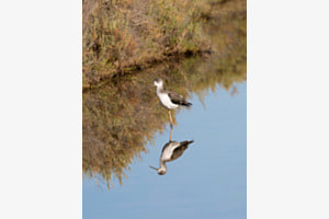 Mirror mirror