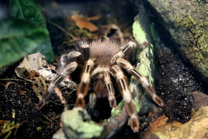 gruselig gruselig