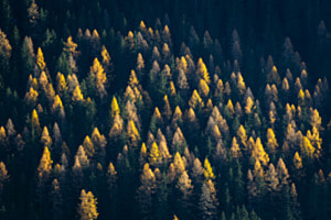 Wald