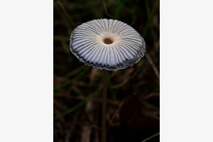 Pilz