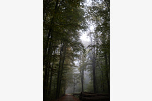 Nebel 