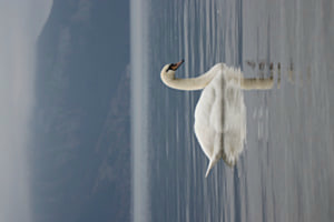 Schwan auf dem Thunersee