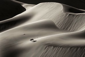 Oryx in der Namib Wüste