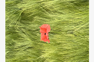 Rot/Grün