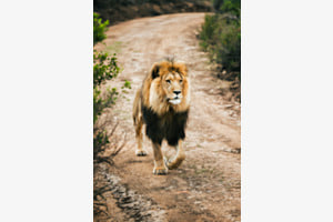 The majestic movement of a lion