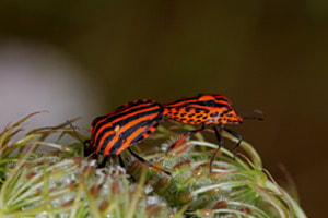 Streifenwanze