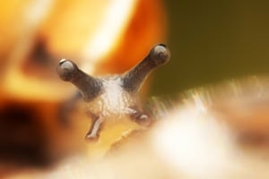 feuchte Augen