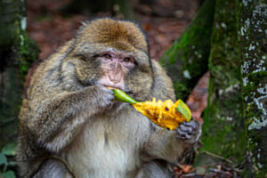 Hungriger Berberaffe