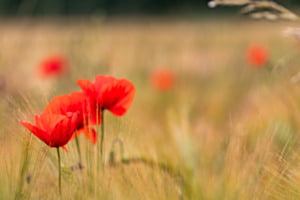 Mohnblüte