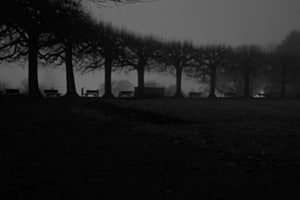 Baumreihe im Nebel