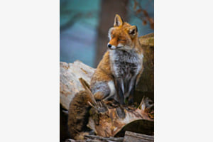 Bilnd Fox Bilnd Fox
