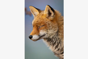 Blind Fox Close up Blind Fox Close up