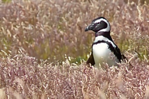 Pinguin auf Wanderung Pinguin auf Wanderung