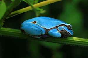 Der blaue Laubfrosch