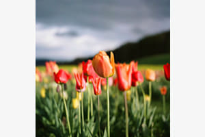 Tulpenfeld 
