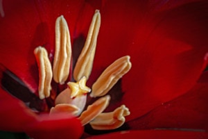 tulipa