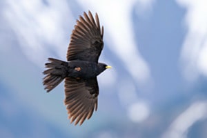 Alpendohle Alpendohle