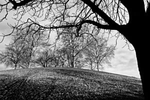 Winter im Park
