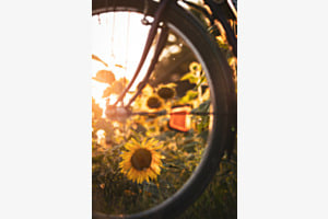 Sonnenblume 
