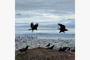 Twin Peaks Twin Peaks