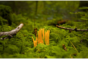Koralle im Wald