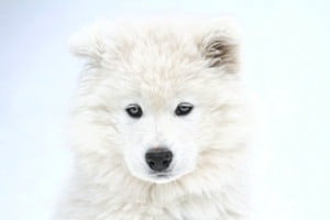 ...weiss