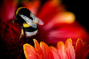 Hummel